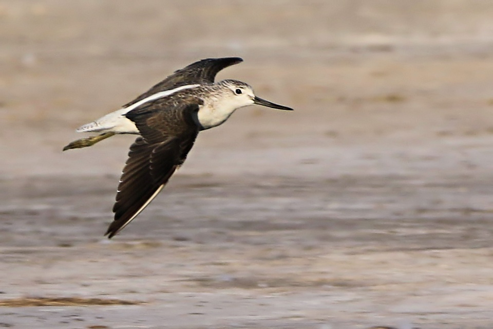 Common Greenshank (Tringa nebularia)